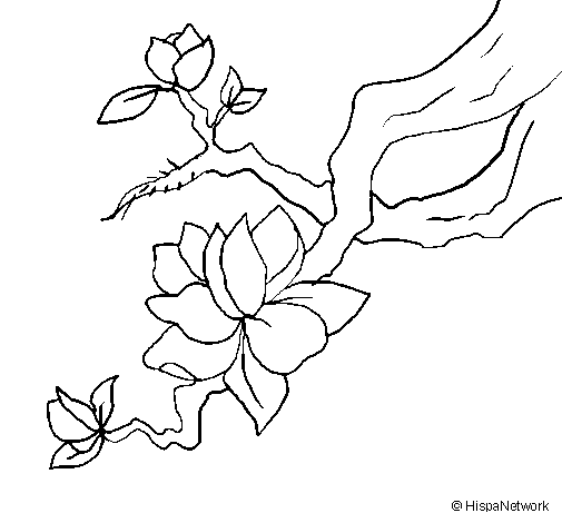 Dibuix Flor d'ametller pintat per agustina