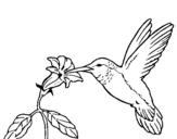 Dibuix Colibrí i una flor  pintat per Aneta