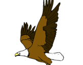 Dibuix Àguila volant  pintat per joan