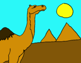 Dibuix Camell pintat per Dani