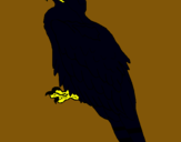 Dibuix Àguila  pintat per joan