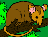 Dibuix Esquirol possum pintat per nadieta2
