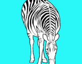 Dibuix Zebra pintat per samantha