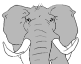 Dibuix Elefant africà pintat per sandra
