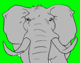Dibuix Elefant africà pintat per david lopez