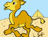 Dibuix Camell pintat per david