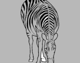 Dibuix Zebra pintat per  adria
