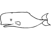 Dibuix Balena blava pintat per Mussol