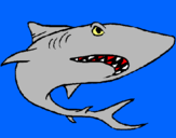 Dibuix Tiburón pintat per alex  m.m.
