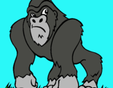 Dibuix Goril·la pintat per Carles