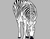 Dibuix Zebra pintat per ~David