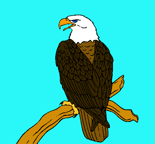 Dibuix Àguila en una branca  pintat per jan solà