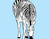 Dibuix Zebra pintat per JANA   RIERA