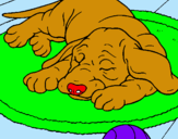 Dibuix Gos dormint pintat per MARC  ROS