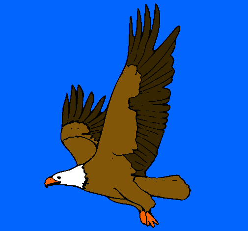 Dibuix Àguila volant  pintat per jan solà