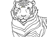Dibuix Tigre pintat per SILVIA