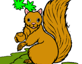 Dibuix Esquirol pintat per marta castanedo