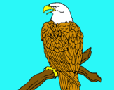 Dibuix Àguila en una branca  pintat per ERIC