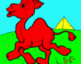 Dibuix Camell pintat per david gloria qwer clara