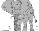 Dibuix Elefant pintat per ERIC