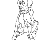Dibuix Labrador pintat per MARTA