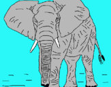 Dibuix Elefant pintat per marçal vizcaíno 