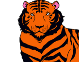 Dibuix Tigre pintat per marta  