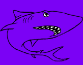 Dibuix Tiburón pintat per Liliana