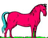 Dibuix Cavall andalús  pintat per marta