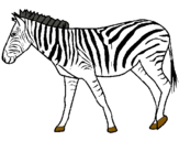 Dibuix Zebra pintat per anònim