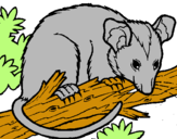 Dibuix Esquirol possum pintat per Nai