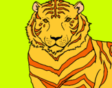 Dibuix Tigre pintat per mireia heras pagés