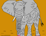 Dibuix Elefant pintat per oriol