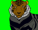 Dibuix Tigre pintat per irene