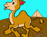 Dibuix Camell pintat per Judit Abad