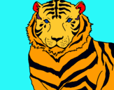 Dibuix Tigre pintat per nora
