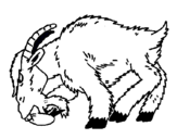 Dibuix Cabra enfadada pintat per huikcyt