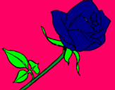 Dibuix Rosa pintat per stefhany 