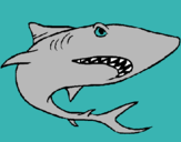 Dibuix Tiburón pintat per NOA.A.C