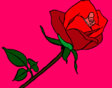 Dibuix Rosa pintat per luk