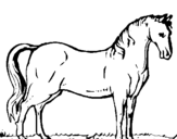 Dibuix Cavall andalús  pintat per delia
