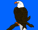 Dibuix Àguila en una branca  pintat per marc c.