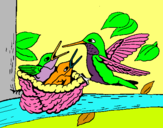 Dibuix Família colibrí  pintat per MARA