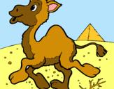 Dibuix Camell pintat per Stefani