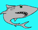 Dibuix Tiburón pintat per ivan