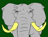 Dibuix Elefant africà pintat per aida morreres siso