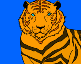 Dibuix Tigre pintat per joan segura kliass