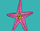 Dibuix Estrella de mar pintat per ASHA