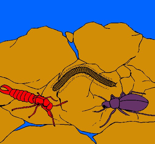 Dibuix Diversos insectes  pintat per gerog