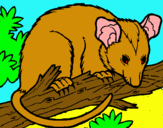 Dibuix Esquirol possum pintat per eudald olive